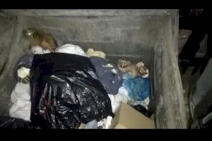 Rescatados once perros tras ser abandonados en dos contenedores soterrados de Alicante - (foto 3)