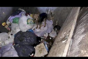 Rescatados once perros tras ser abandonados en dos contenedores soterrados de Alicante - (foto 4)