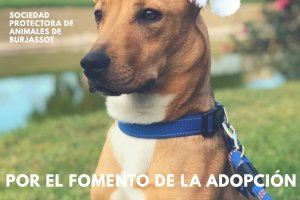 La SPAB organiza su rastrillo solidario más navideño por el fomento de la adopción