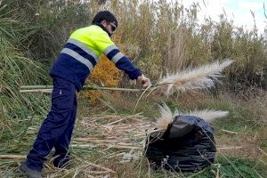 El Consorcio gestor del Paisaje Protegido de la Desembocadura del río Mijares elimina los plumeros de la pampa del espacio fluvial