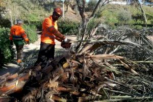 El temporal de vent deixa a València 76 arbres caiguts i multitud de branques