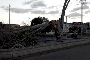 Xàtiva coordina un dispositiu per tal de resoldre les incidències provocades pel fort vent del cap de setmana