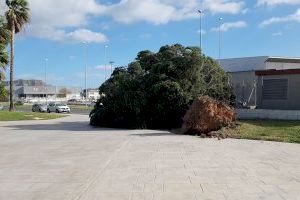 Xàtiva coordina un dispositivo para resolver las incidencias provocadas por el fuerte viento del fin de semana - (foto 3) Xàtiva coordina un dispositivo para resolver las incidencias provocadas por el fuerte viento del fin de semana - (foto 3)