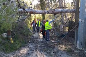 Xàtiva coordina un dispositivo para resolver las incidencias provocadas por el fuerte viento del fin de semana - (foto 5) Xàtiva coordina un dispositivo para resolver las incidencias provocadas por el fuerte viento del fin de semana - (foto 5)