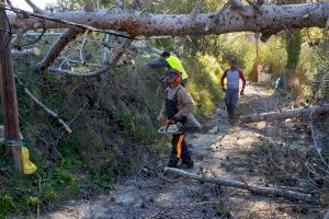 Xàtiva coordina un dispositivo para resolver las incidencias provocadas por el fuerte viento del fin de semana - (foto 7) Xàtiva coordina un dispositivo para resolver las incidencias provocadas por el fuerte viento del fin de semana - (foto 7)