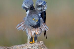 Miguel López guanya el concurs de fotografia del Col·legi Oficial de Biòlegs de la Comunitat Valenciana