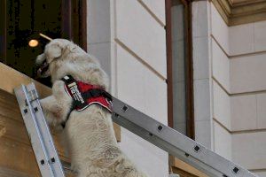 Los bomberos de Castellón contarán con una Unidad Canina de Rescate en 2020