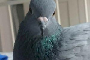 Una paloma que se echa a hablar y a escribir libros - (foto 2)