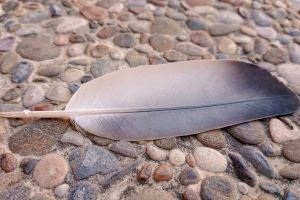 Una paloma que se echa a hablar y a escribir libros - (foto 3)