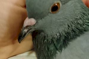 Una paloma que se echa a hablar y a escribir libros - (foto 5)