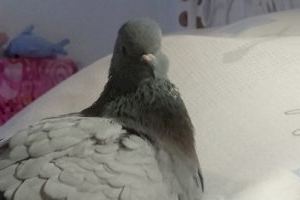 Una paloma que se echa a hablar y a escribir libros - (foto 6)