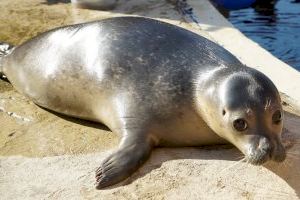 Henning, la pequeña gran foca que se muda de Alemania a Valencia