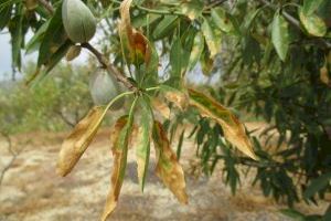 AVA- ASAJA denúncia que Agricultura no està aplicant correctament el protocol d'erradicació de la Xylella