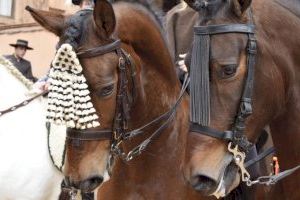 La Plaza dels Furs de Burjassot acoge la tradicional bendición de animales para celebrar la festividad de San Antonio Abad