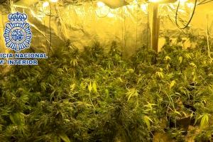 La Policía Nacional desmantela en Monserrat una plantación de marihuana en un chalet