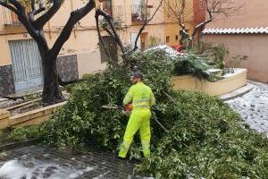 La regidoria de Medi Ambient reforça el personal per actuar sobre els danys de la neu en l’arbrat urbà d’Ontinyent