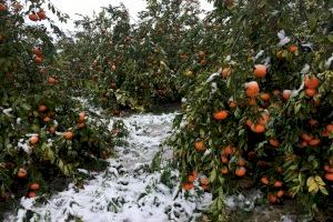 La borrasca Glòria deixa de moment danys en els cítrics i en hivernacles per  efecte del vent