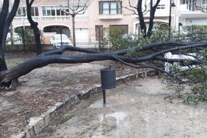 La Regidoria de Serveis Urbans d´Alzira ha actuat en les zones enjardinades de la ciutat afectades pel temporal