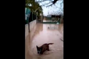 Las lluvias inundan la protectora de animales de Xàtiva