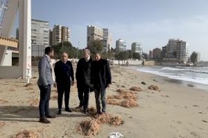 Alicante inicia los trabajos de recuperación de las playas tras el último temporal