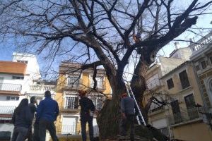 Un equipo especializado de Medio Natural analiza el estado del olmo centenario de Navajas y programa nuevas acciones para garantizar su conservación