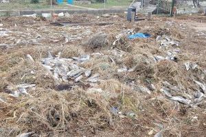 El temporal deja 50 toneladas de peces muertos en las playas de Valencia