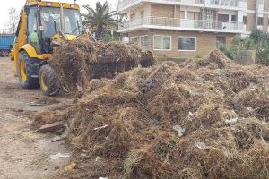 El temporal deixa 50 tones de peixos morts a les platges de València - (foto 2) El temporal deixa 50 tones de peixos morts a les platges de València - (foto 2)