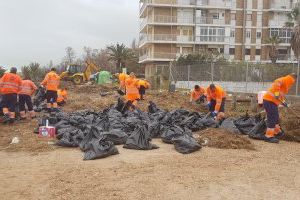 El temporal deixa 50 tones de peixos morts a les platges de València - (foto 4) El temporal deixa 50 tones de peixos morts a les platges de València - (foto 4)
