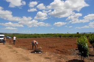 La renta de los agricultores y ganaderos valencianos está un 27% por debajo del salario mínimo interprofesional