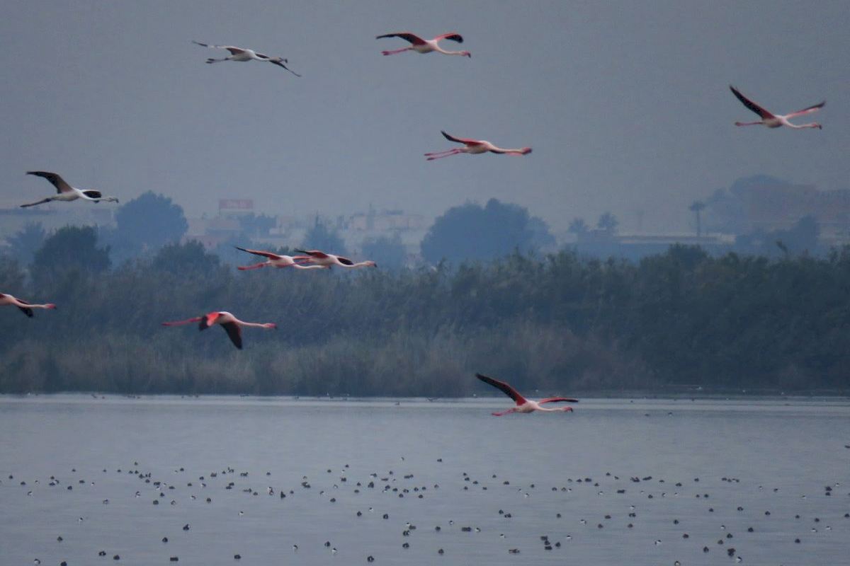 La ampliación de la Zona de Especial Protección para las Aves de El Hondo cuenta con el respaldo del Consejo Asesor y de Participación de Medio Ambiente