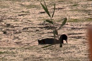Cerca de 5000 estudiantes de la provincia han visitado el Paisaje Protegido de la Desembocadura del río Mijares durante el 2019 - (foto 4) Cerca de 5000 estudiantes de la provincia han visitado el Paisaje Protegido de la Desembocadura del río Mijares durante el 2019 - (foto 4)