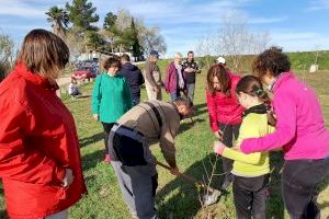 Sueca celebra el Dia de l'Arbre