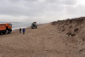 Oliva reutilitza les tones de posidònia que la tempesta ‘Gloria’ ha tret fora de la mar per a regenerar les dunes de la seua platja