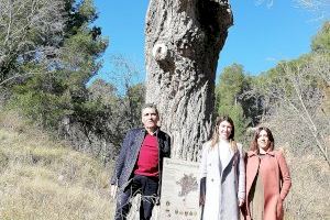 María Jiménez entrega cinc panells informatius d'arbres monumentals en l'Alt Palància - (foto 3)