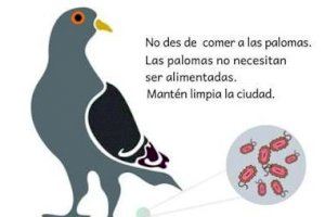 Coneixes els riscos de donar menjar als coloms? - (foto 2)