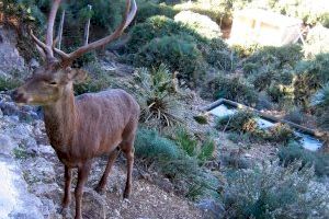 Els socialistes d’Alzira en contra de la desaparició dels cérvols a la Casella