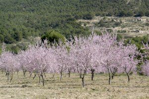 Xixona albergará este viernes el primer encuentro nacional  sobre la almendra marcona