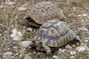 Un estudio concluye que el secreto de la supervivencia de las tortugas es almacenar esperma varios años