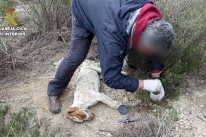 Varios investigados en Alicante por intentar matar a animales con cebos envenenados