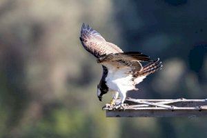 Águila pescadora Marina en sus primeros vuelos