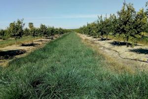 Abonos verdes en la agricultura para frenar el efecto invernadero