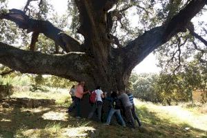 La Comunitat Valenciana, un pulmó verd de 2000 arbres únics i monumentals