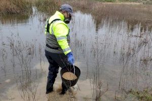 Les temperatures obliguen algunes localitats de Castelló a prendre mesures contra els mosquits