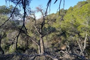 “Es necesario impulsar una red nacional de investigación en gestión forestal para mitigar el impacto del cambio climático”