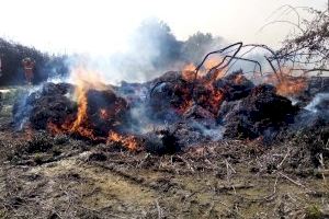 Xicotet incendi a la Marjal de Gandia - (foto 4)