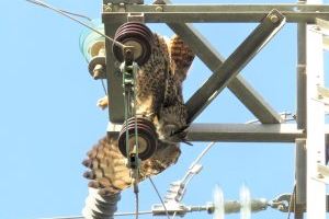 La SVO propone a la Generalitat que los tendidos eléctricos sean seguros para las aves en toda la Comunitat Valenciana