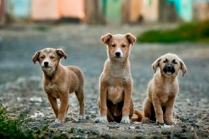 El Ayuntamiento de Oropesa del Mar promueve el sacrificio cero de animales