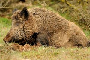 Quatre entitats de protecció animal denuncien les batudes de senglars al Desert de les Palmes