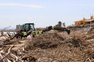 Costes comença a retirar les canyes de les platges del sud de Cullera