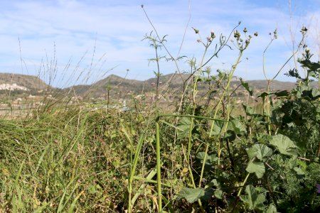 Benissa obligará a partir de abril a mantener limpias las parcelas